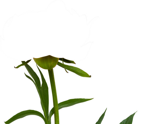 花叶素材