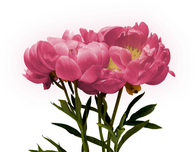 花卉素材