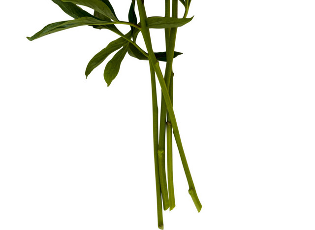 花卉素材