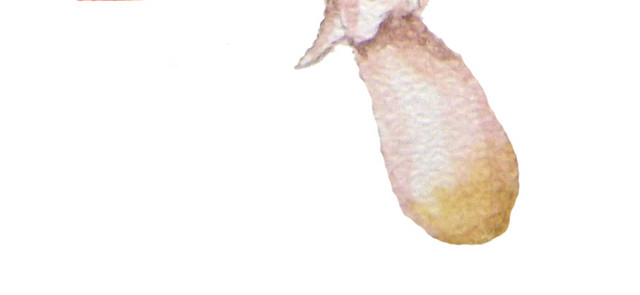 蘑菇素材