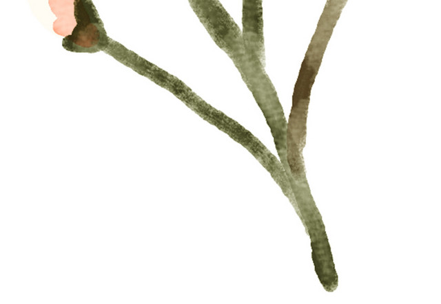 彩色清新植物树枝手绘水彩插画