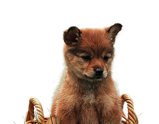 彩色卡通田园犬插画素材