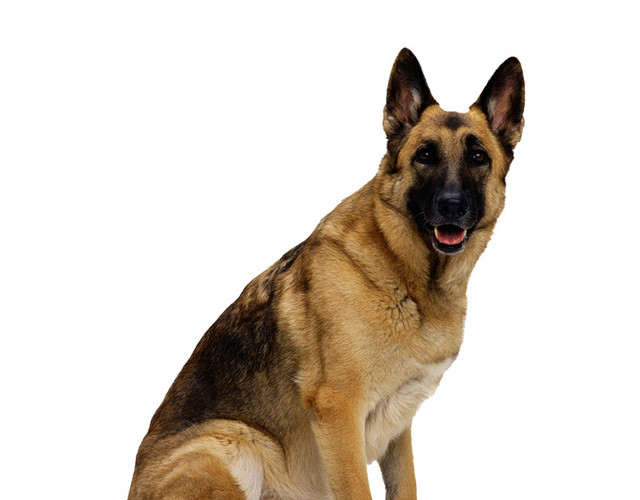 彩色卡通宠物狗牧羊犬插画素材