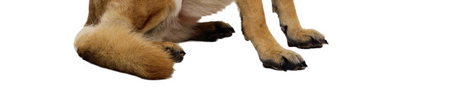 彩色卡通宠物狗牧羊犬插画素材