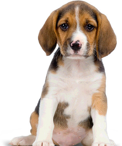 彩色卡通宠物狗幼犬插画素材