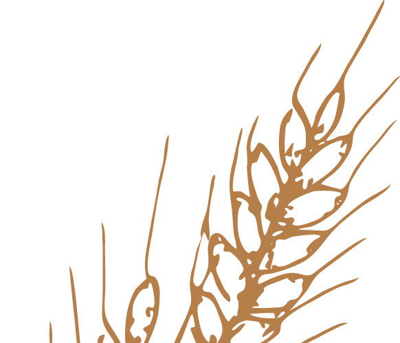 彩色手绘小麦插画素材