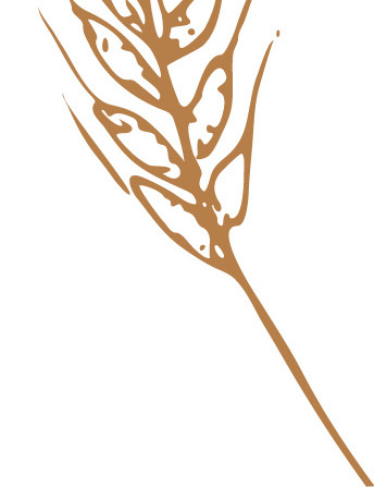 彩色手绘小麦插画素材