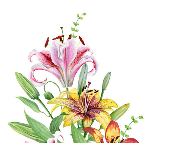 彩色清新植物百合花朵水彩插画