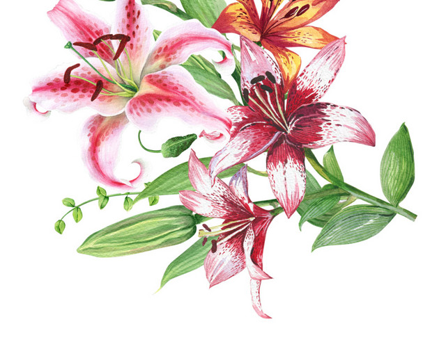 彩色清新植物百合花朵水彩插画