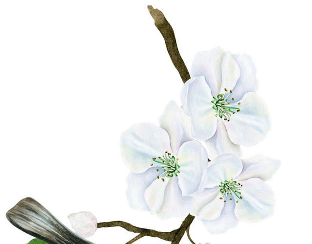 彩色花朵花纹鸟水彩绘画素材