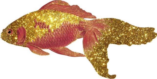 金鱼