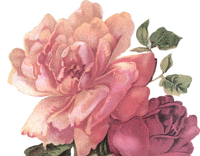 玫瑰花
