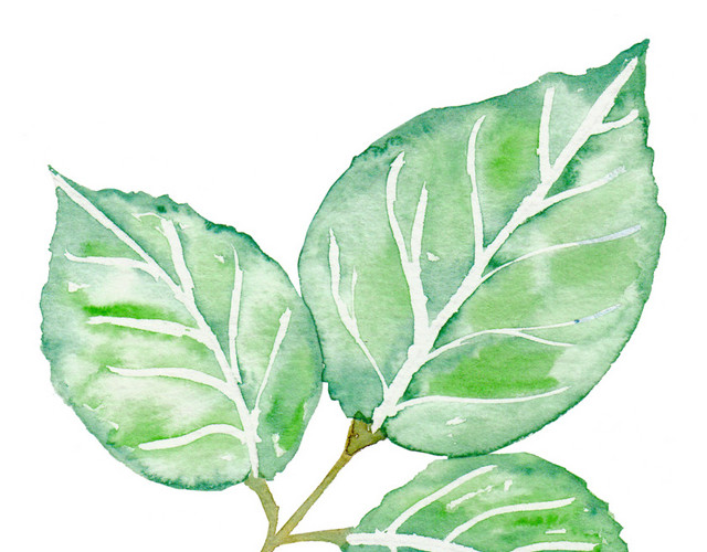 绿色水彩植物叶子素材