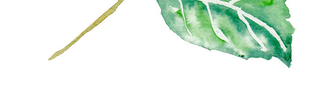 绿色水彩植物叶子素材