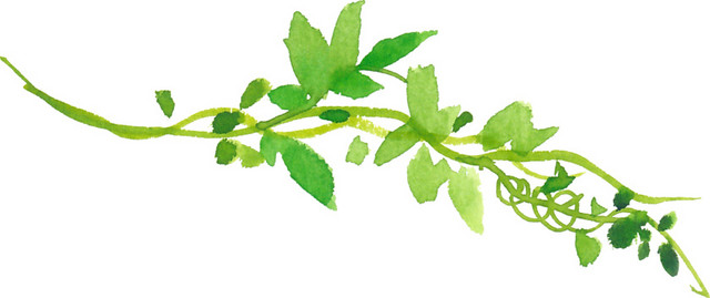 绿色清新植物枝条素材