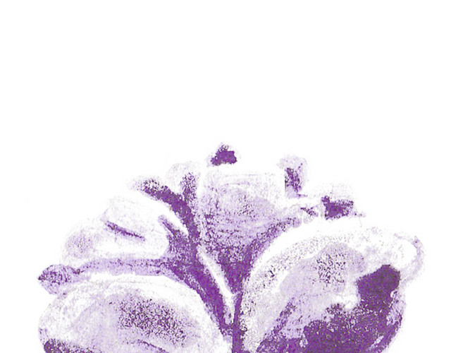 紫丁香花儿