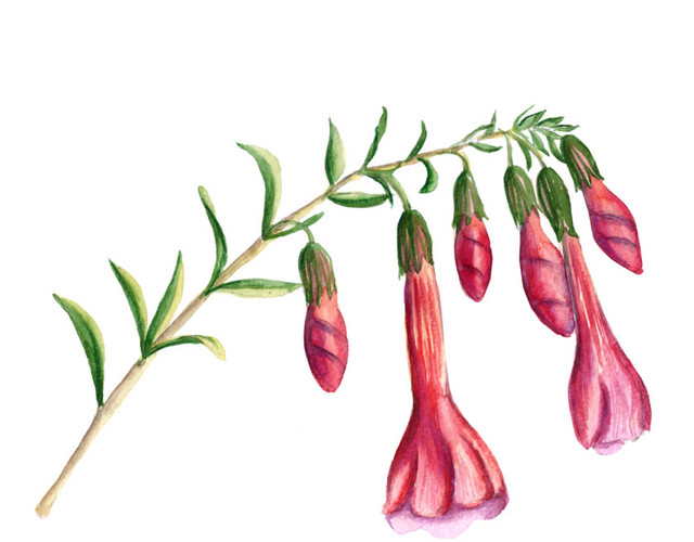 牵牛花
