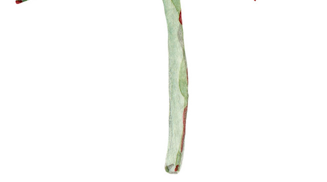 树莓矢量图