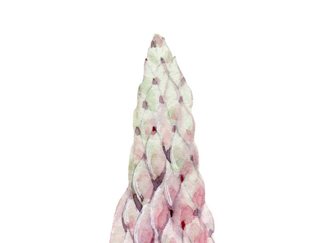 粉色花穗素材