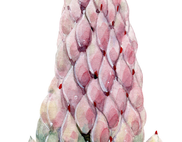 粉色花穗素材