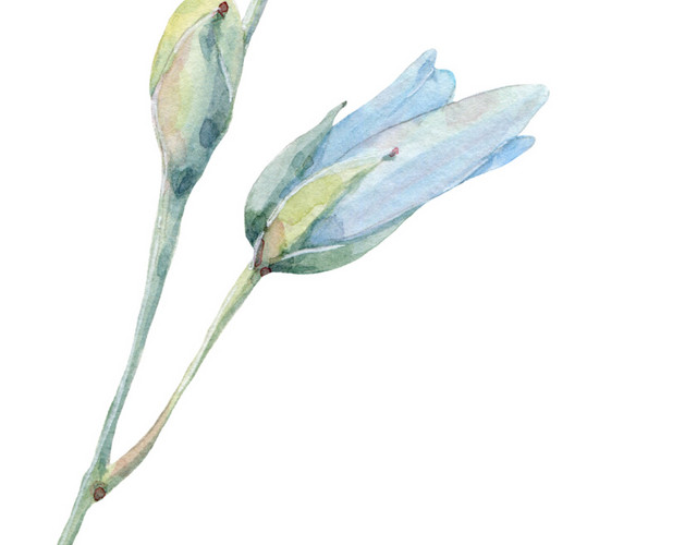 蓝色花枝素材