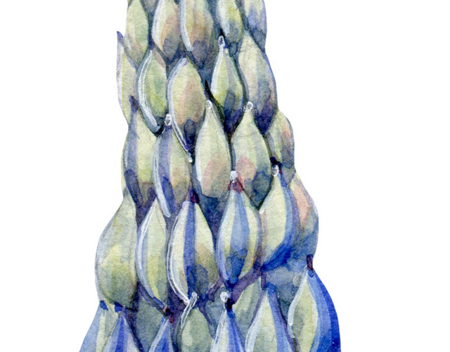 蓝色花穗矢量图