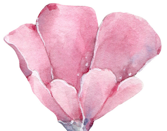 观赏粉色花朵素材