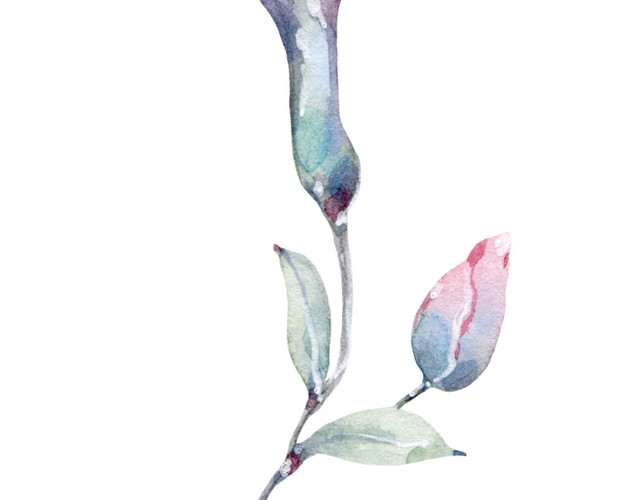 观赏粉色花朵素材