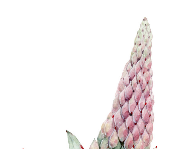 粉色花穗素材