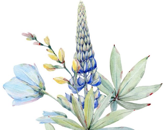 花卉花草插画