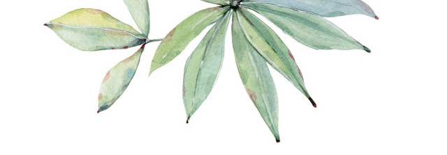 花卉花草插画