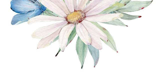 花卉蝴蝶插画素材