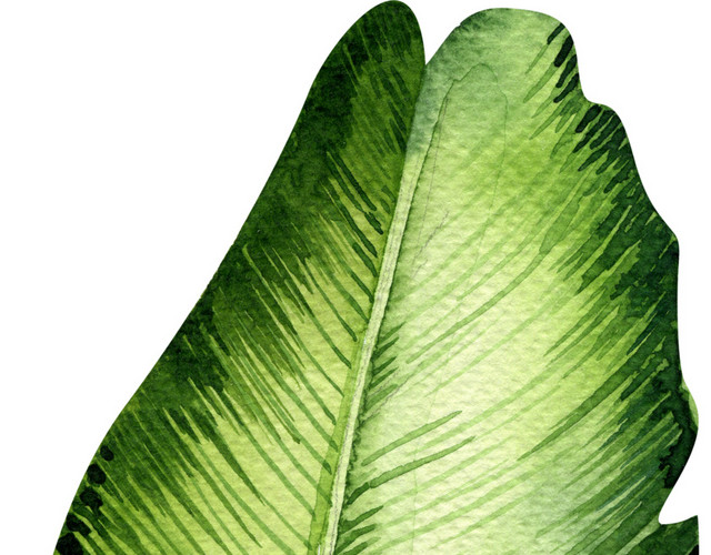 芭蕉叶子矢量图