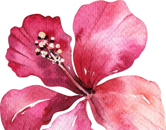 红色盛开鲜花矢量图