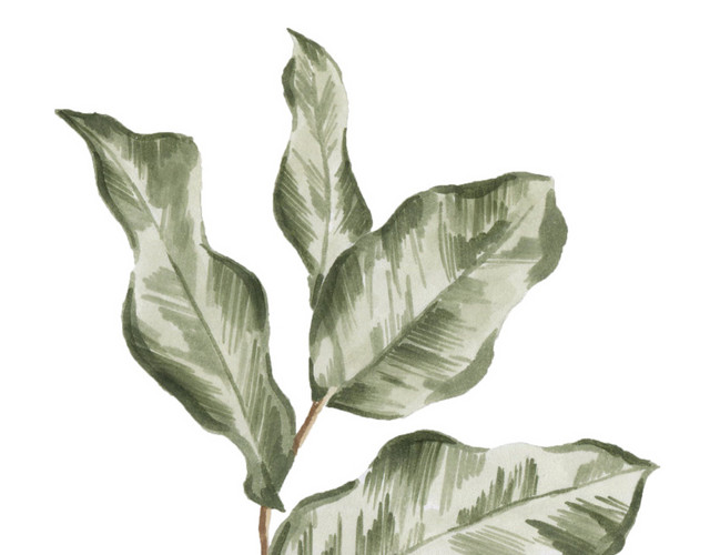 玫瑰花叶子素材