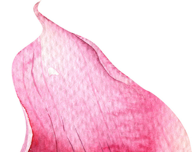红色马蹄莲鲜花素材
