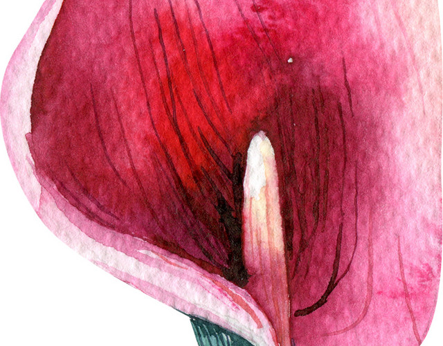 红色马蹄莲鲜花素材