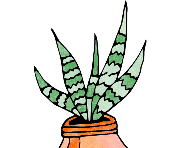 植物彩绘虎皮兰盆栽