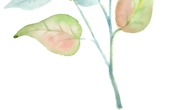 杨树叶片矢量元素