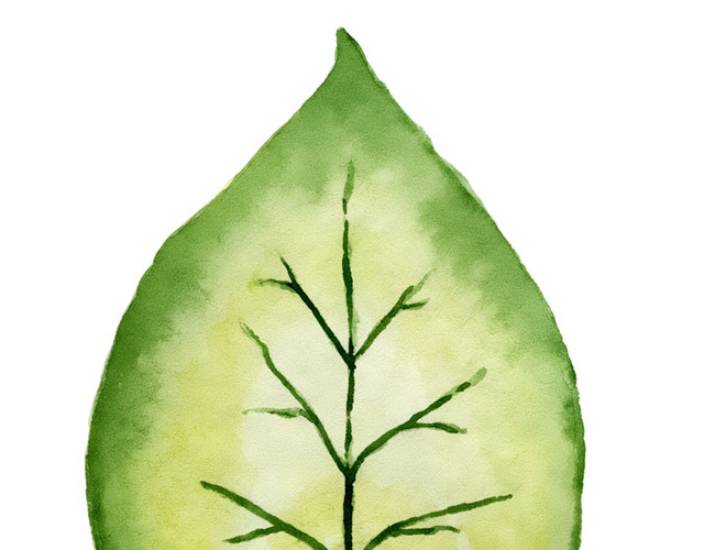 牵牛花叶子矢量图