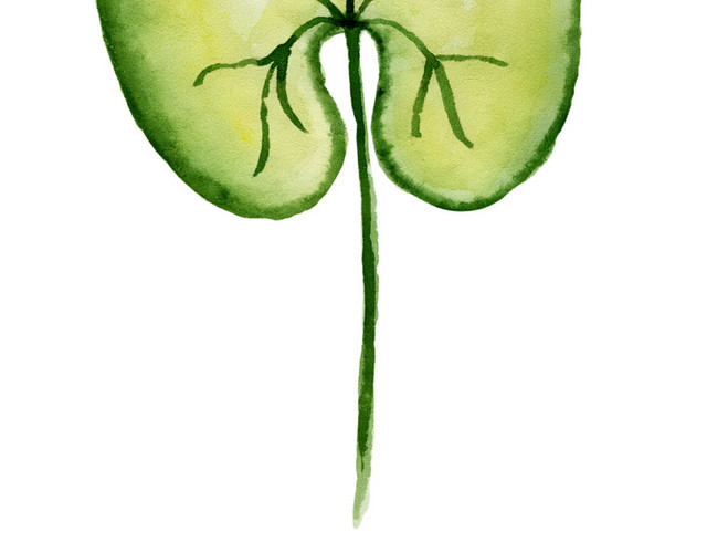 牵牛花叶子矢量图