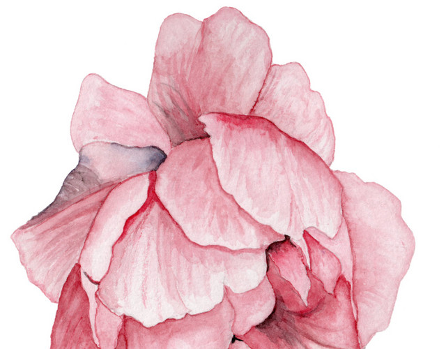 粉色花朵牡丹插画素材