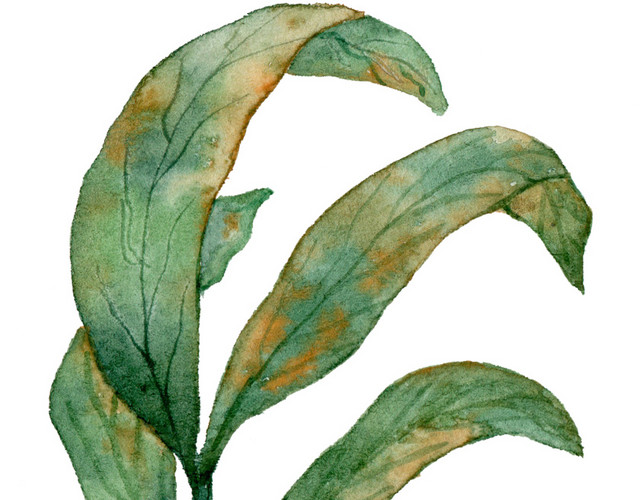 清新绿叶绿植枝叶插画素材