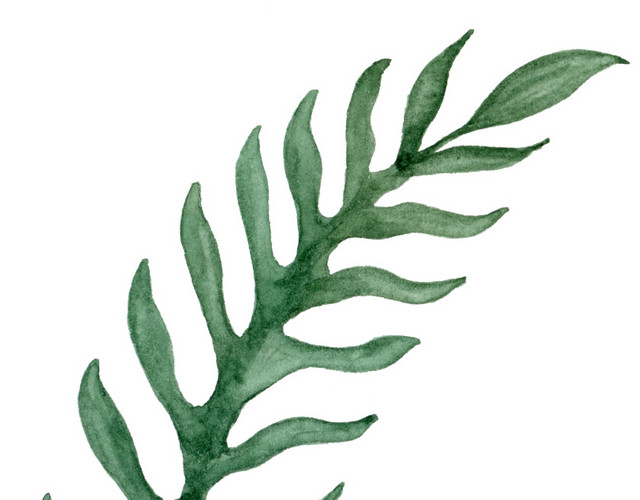 清新绿叶绿植插画素材