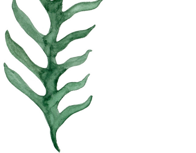 清新绿叶绿植插画素材