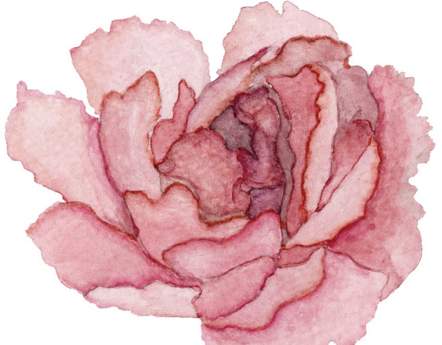 粉色花朵牡丹插画素材