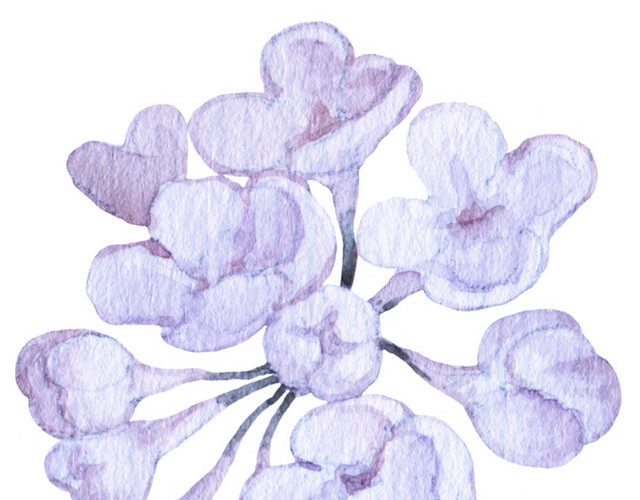 紫色紫藤花素材