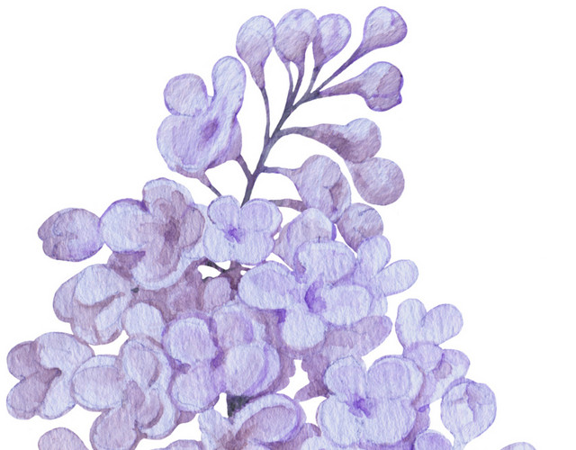 紫色花簇花团素材