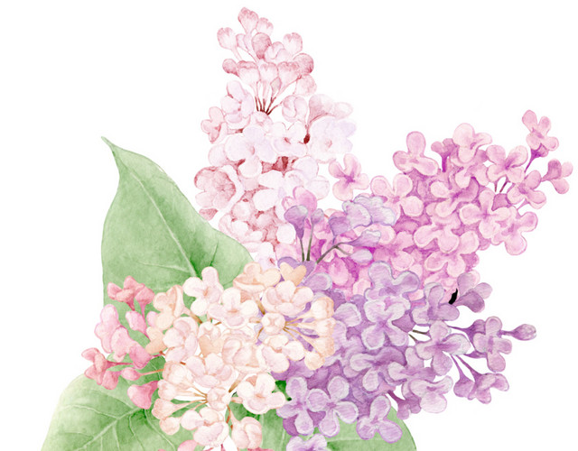 彩色花簇花团素材