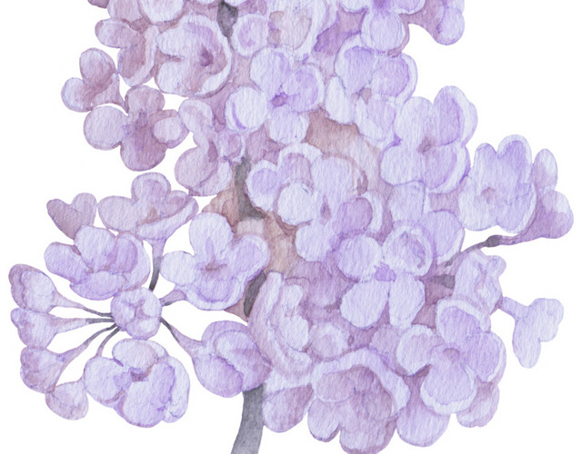 紫色花簇花团紫藤花素材